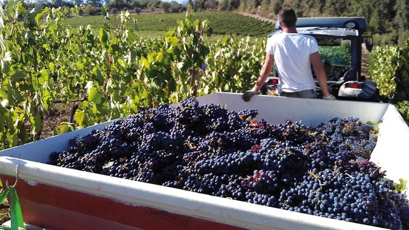 I trattori portano in cantina i carri colmi di uva - © www.giornaledibrescia.it