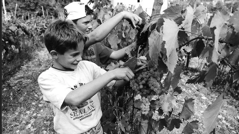 Anche i bambini erano protagonisti della vendemmia - © www.giornaledibrescia.it