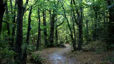 Il corpo è stato ritrovato in un bosco di Graticelle di Bovegno (archivio)