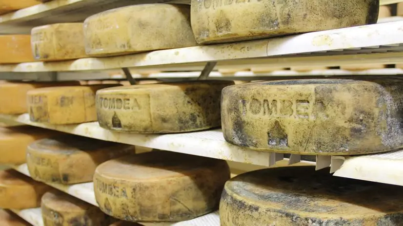 Il tipico formaggio Tombea prodotto da Omar Venturini - © www.giornaledibrescia.it