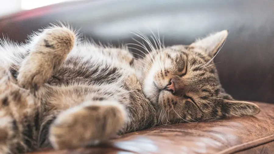 Un gatto addormentato