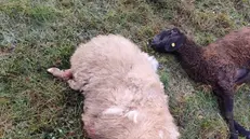Alcune delle pecore uccise - © www.giornaledibrescia.it