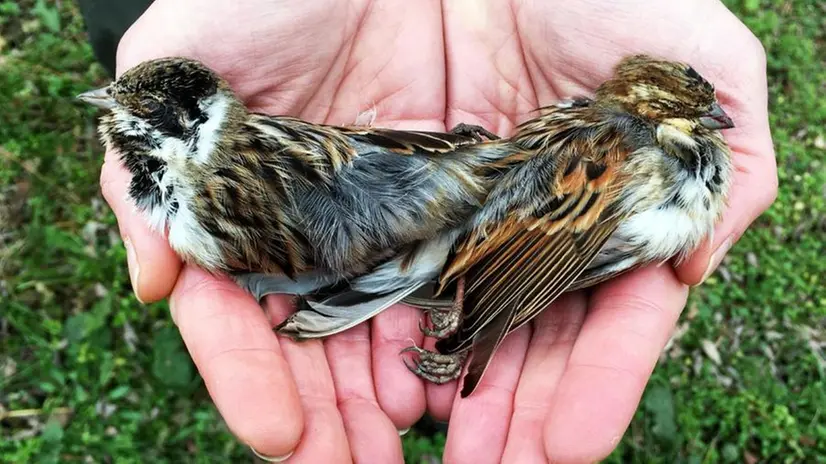 Le specie protette cacciate