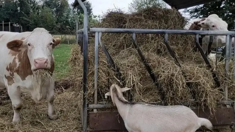 Molti degli animali sono stati salvati da maltrattamenti o sono stati vittime di violenza - © www.giornaledibrescia.it