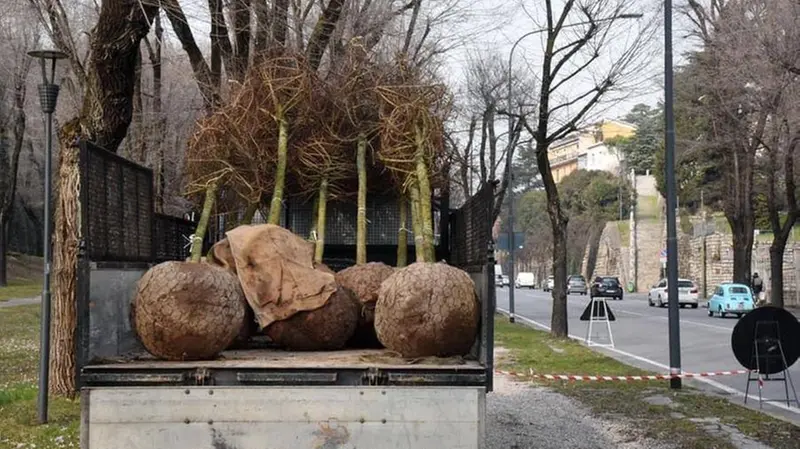 Gli alberi saranno rimpiazzati con altri esemplari