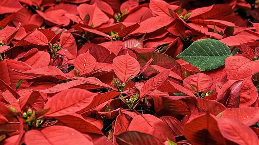 I veri fiori delle stelle di Natale sono quelli gialli all'interno