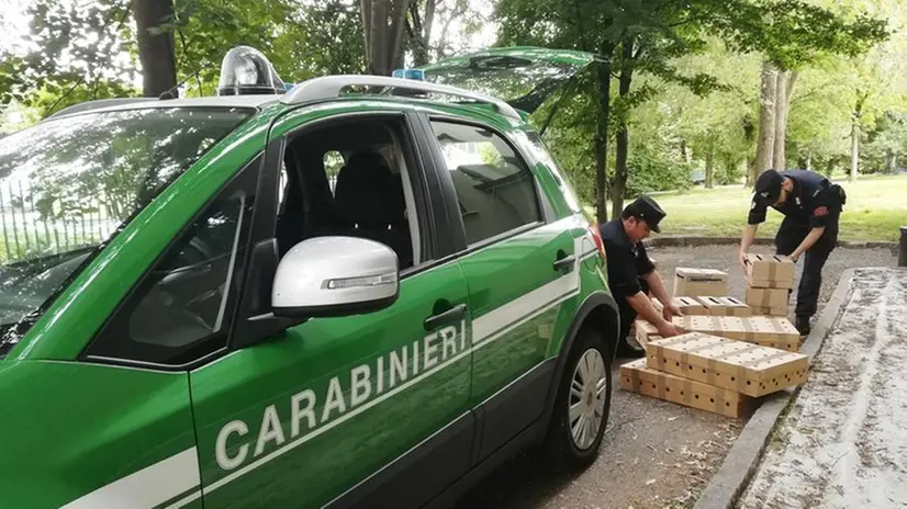 Carabinieri forestali - © www.giornaledibrescia.it