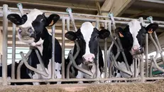 Mucche in una stalla - © www.giornaledibrescia.it