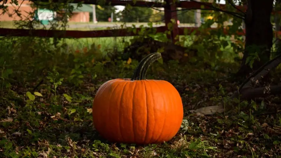 Una zucca - Foto Unsplash