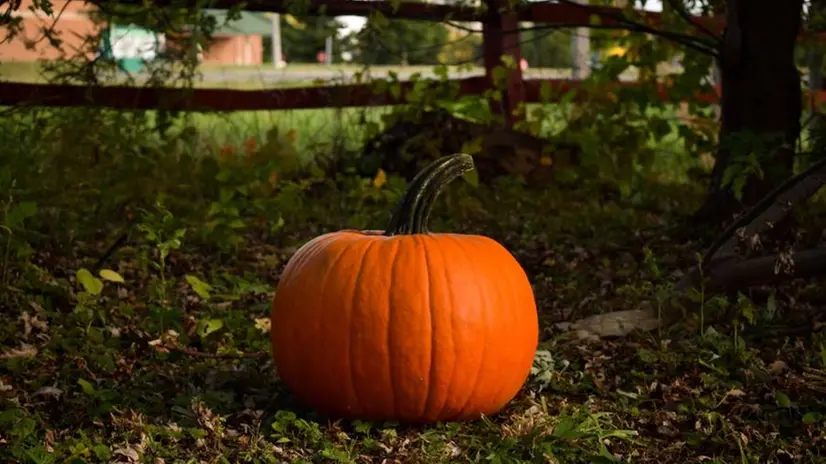 Una zucca - Foto Unsplash