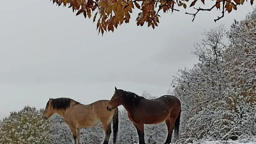 Primi fiocchi di neve in Maddalena