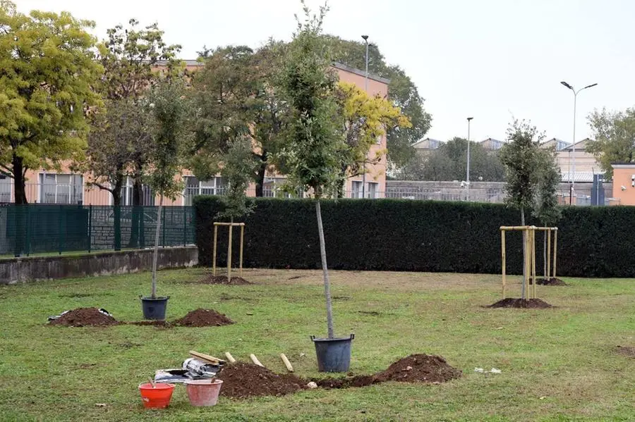 Gli alberi piantati oggi a Brescia