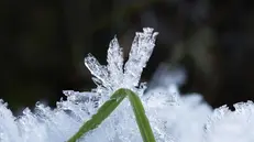 Un filo d'erba coperto da voluminosi cristalli di brina