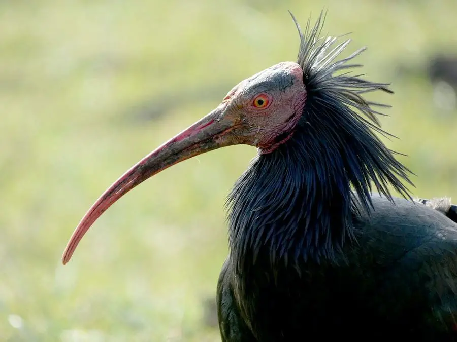 L'esemplare di ibis eremita arrivato in valle Camonica