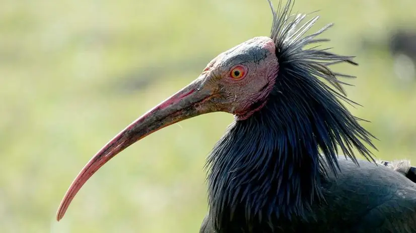L'esemplare di ibis eremita arrivato in valle Camonica