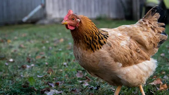 Una gallina