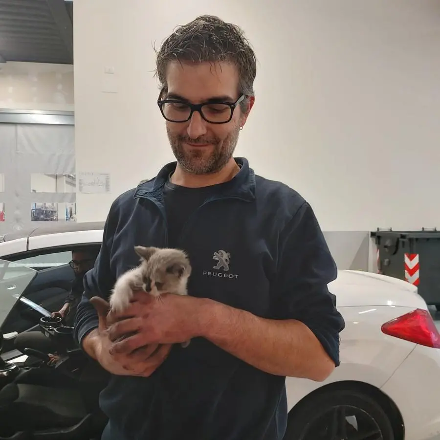 La gattina tratta in salvo dal personale del Gruppo Bossoni Auto di Rezzato