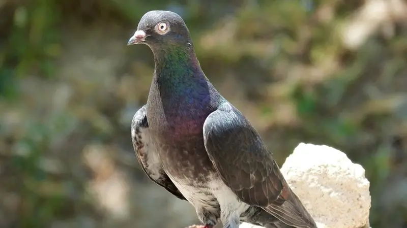 Ai piccioni viene legato un nastro colorato sulla zampa