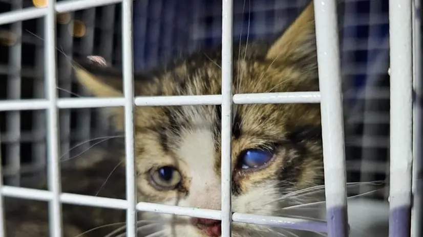 Il salvataggio del piccolo