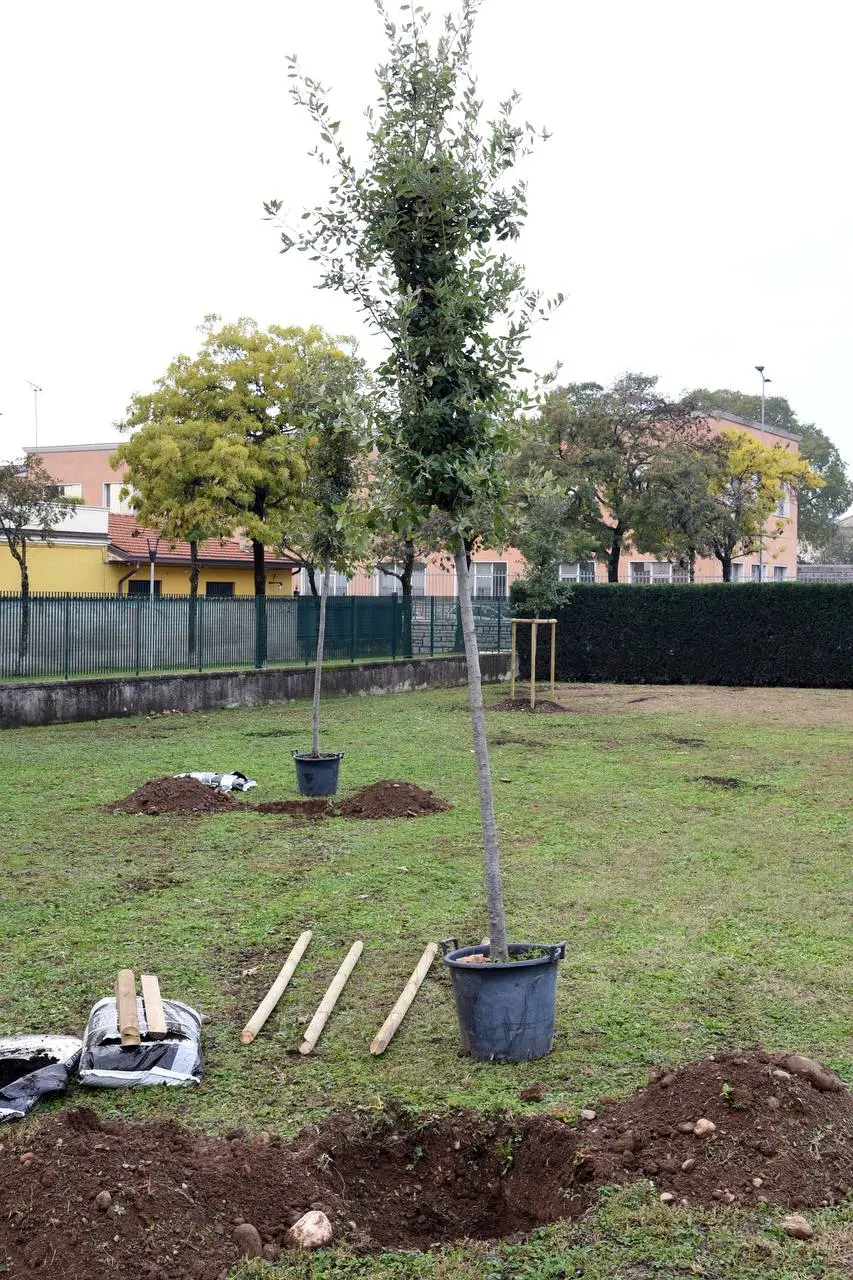 Gli alberi piantati oggi a Brescia