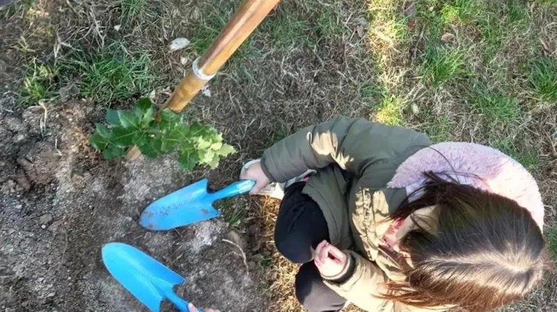 Gli alberi messi a dimora a Salò