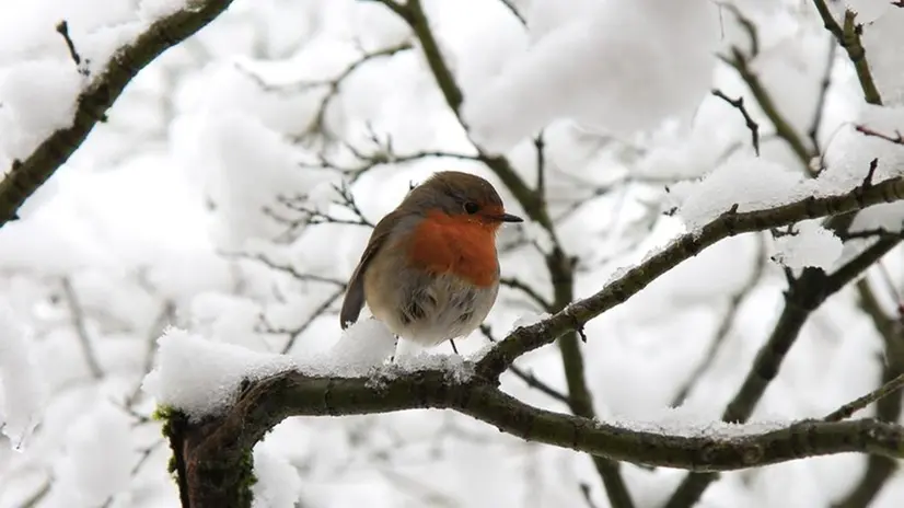 Un pettirosso fotografato a Brescia, durante una nevicata