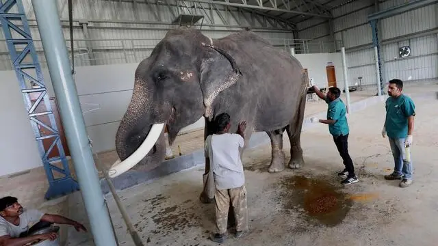 Un elefante molto semplice da colorare - Pagine Elefanti da Colorare