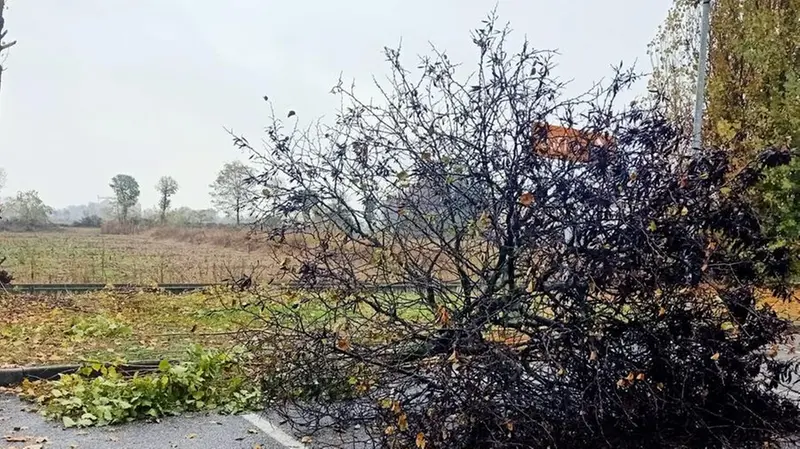 I malviventi hanno tagliato delle piante, bloccando gli accessi al parcheggio © www.giornaledibrescia.it