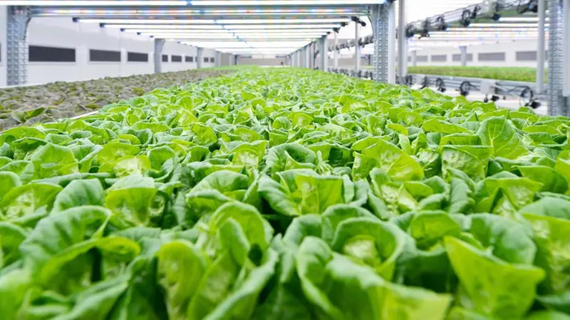 La società produce l'insalata «Petali» senza l'impiego di Fitofarmaci - © www.giornaledibrescia.it