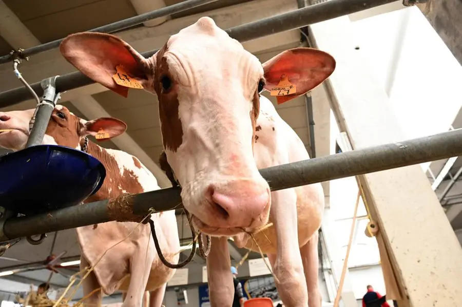 A Montichiari la Mostra nazionale del Bovino da latte Frisona e Jersey italiana