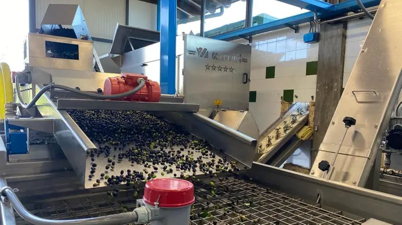 La lavorazione delle olive al frantoio Avanzi di Manerba