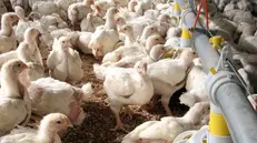 Un allevamento di polli (foto generica)