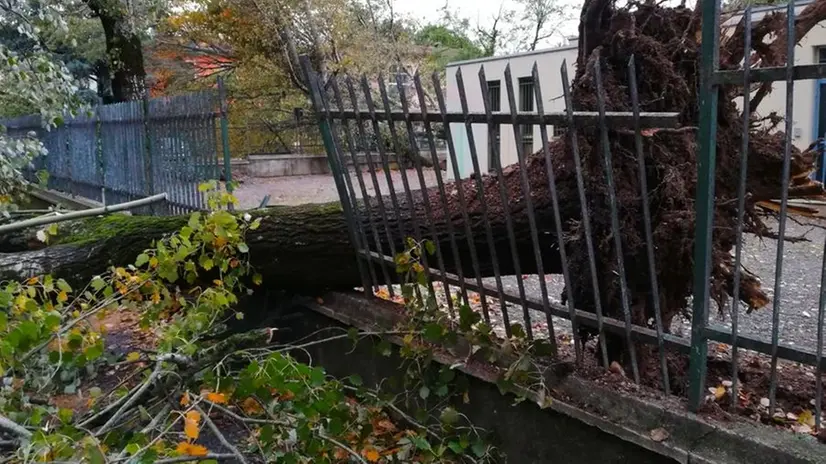 Strage di alberi a Mompiano, dopo la tempesta Vaia del 29 ottobre 2018