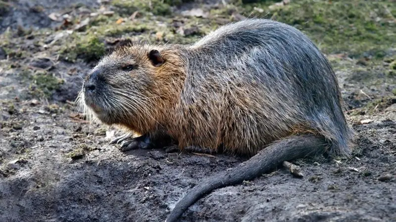 Un esemplare di nutria - © www.naturfoto.cz