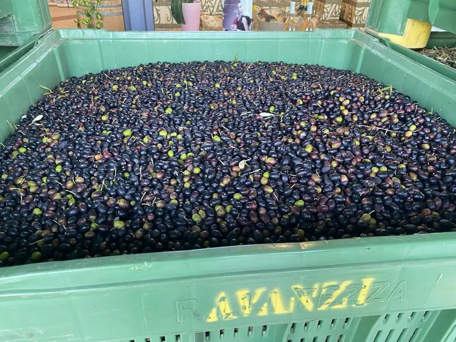 La lavorazione delle olive al frantoio Avanzi di Manerba