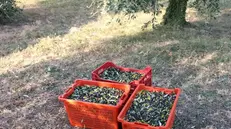 La raccolta delle olive sul Sebino - © www.giornaledibrescia.it