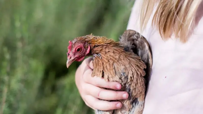 Le galline diventano prof di pet therapy