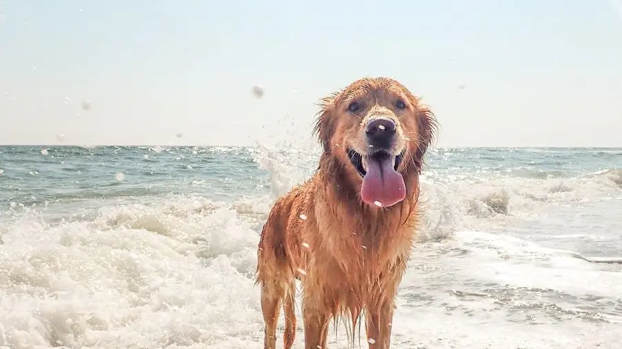 Un cane in spiaggia