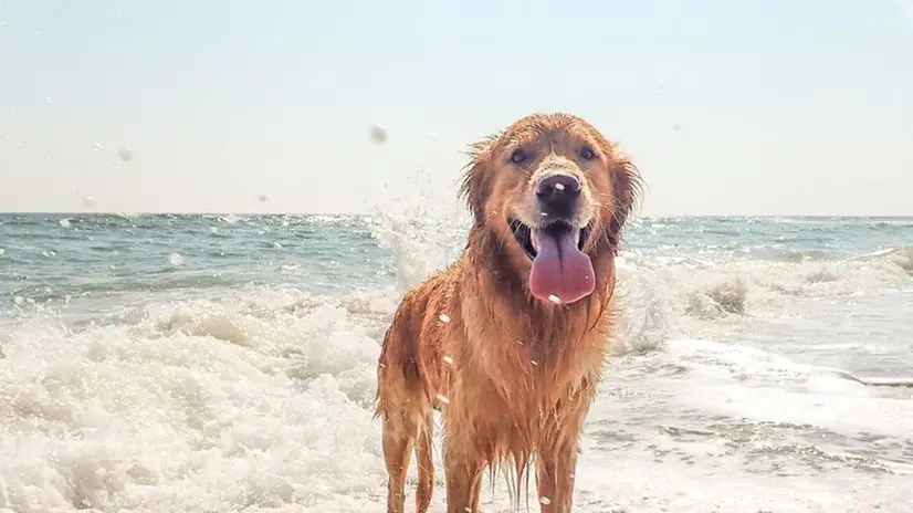 Un cane in spiaggia