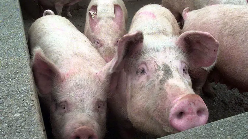 Api Suina PESTE SUINA, ALLEVAMENTI IN ALLERTA | Giornale di Brescia