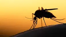 Il virus si trasmette attraverso le zanzare - Foto d'archivio