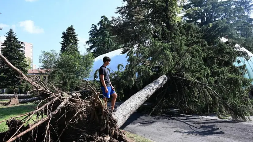 Un albero sradicato dal vento nel Milanese - Foto Ansa © www.giornaledibrescia.it