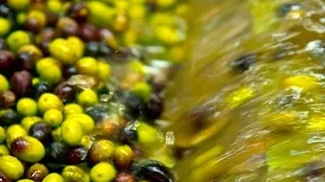 Una fase della lavorazione delle olive - © www.giornaledibrescia.it