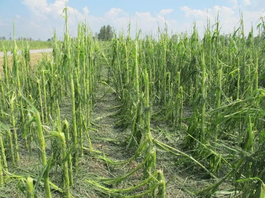 Grandine vento e caldo anomalo piegano l agricoltura bresciana