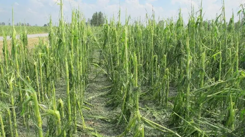 Un campo di mais devastato dalla grandine (foto archivio) - © www.codima.info