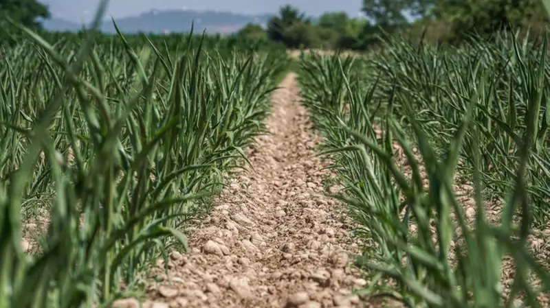 L'agricoltura ha affrontato prima la siccità poi i danni del maltempo - Foto Ansa © www.giornaledibrescia.it