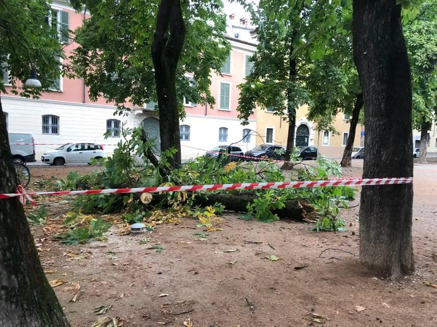 Alberi crollati in piazza Tebaldo Brusato durante il temporale