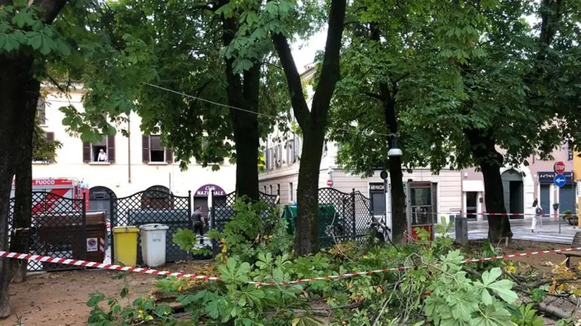 Alberi crollati in piazza Tebaldo Brusato durante il temporale