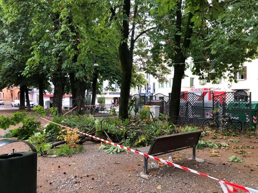 Alberi crollati in piazza Tebaldo Brusato durante il temporale