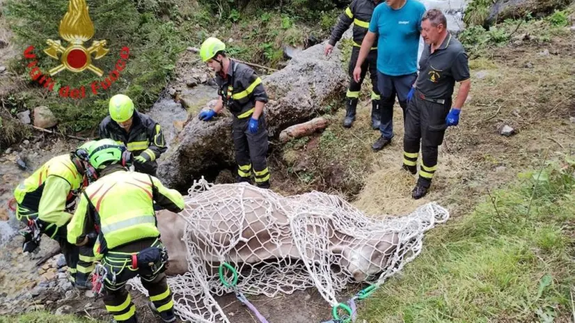 La mucca caduta in un costone e messa in salvo